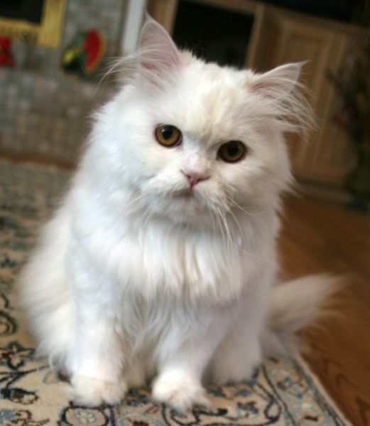 Persian kitty